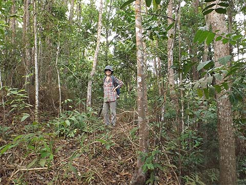 Selected Penang Walks - Balik Pulau Ridges