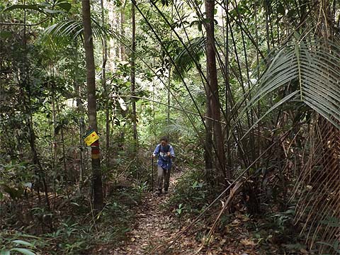 Penang Hills and Trails - Rimba Ridge Revisited