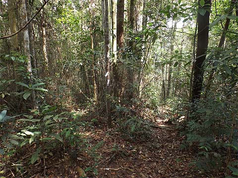 Penang Hills and Trails - Rimba Ridge Revisited