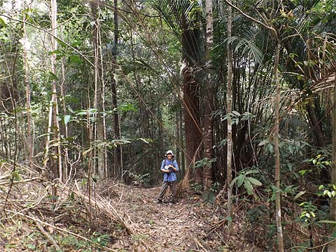 Penang Hills and Trails - Rimba Ridge Revisited