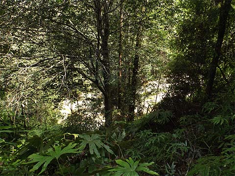 Penang Hills and Trails - Rimba Ridge Revisited