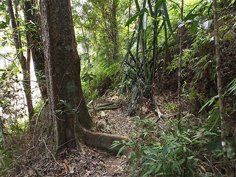 Penang Hills and Trails - Rimba Ridge Revisited
